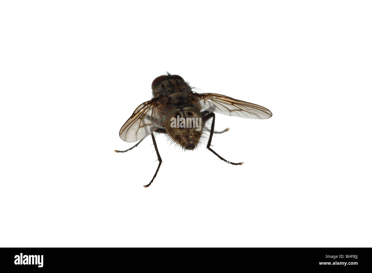 Mosca di casa (Famiglia Muscidae). Insetti vivi fotografati contro uno sfondo bianco su un portatile studio. Foto Stock