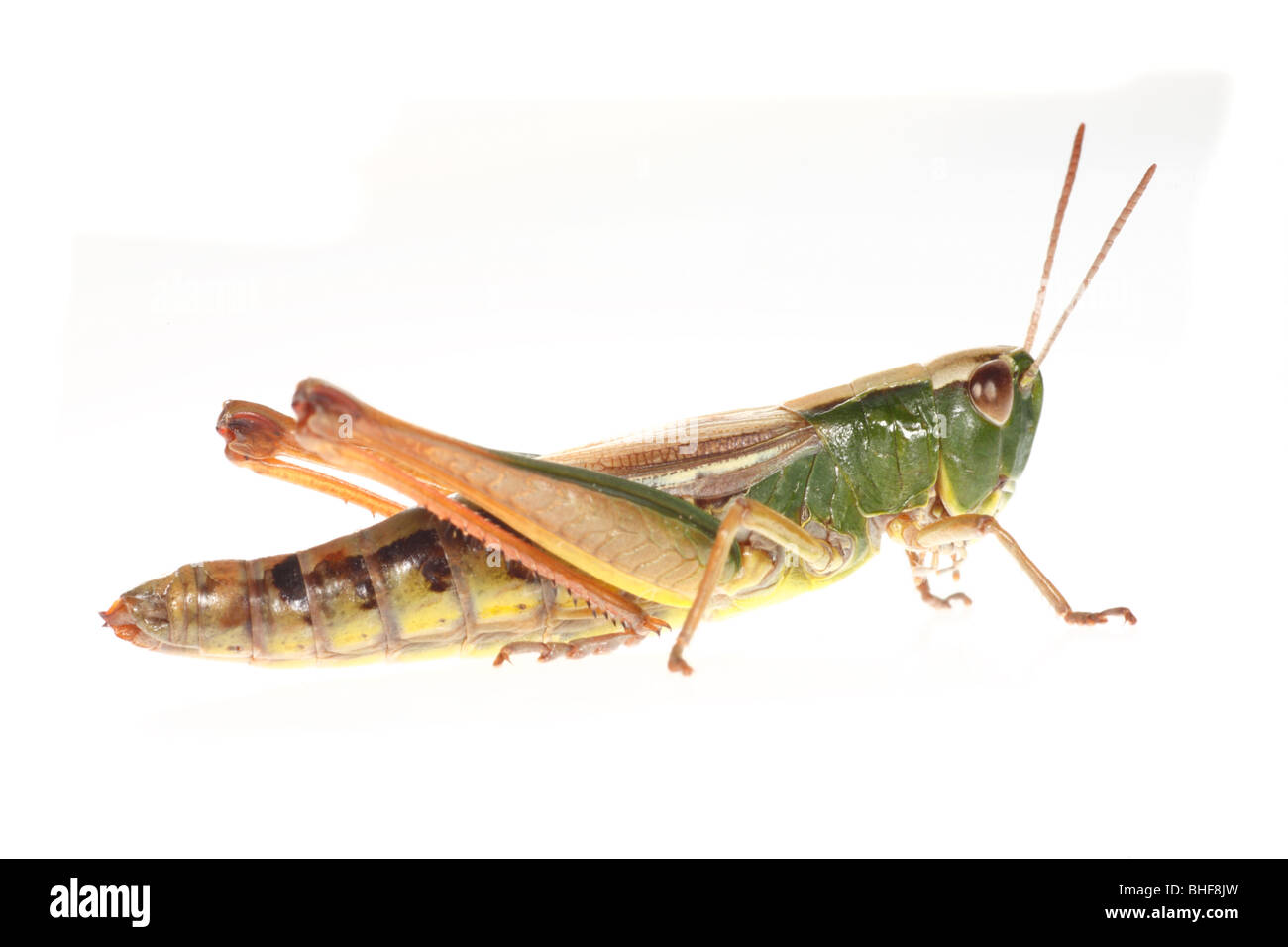Prato femmina Grasshopper (Chorthippus parallelus). Insetti vivi fotografati contro uno sfondo bianco su un portatile studio. Foto Stock