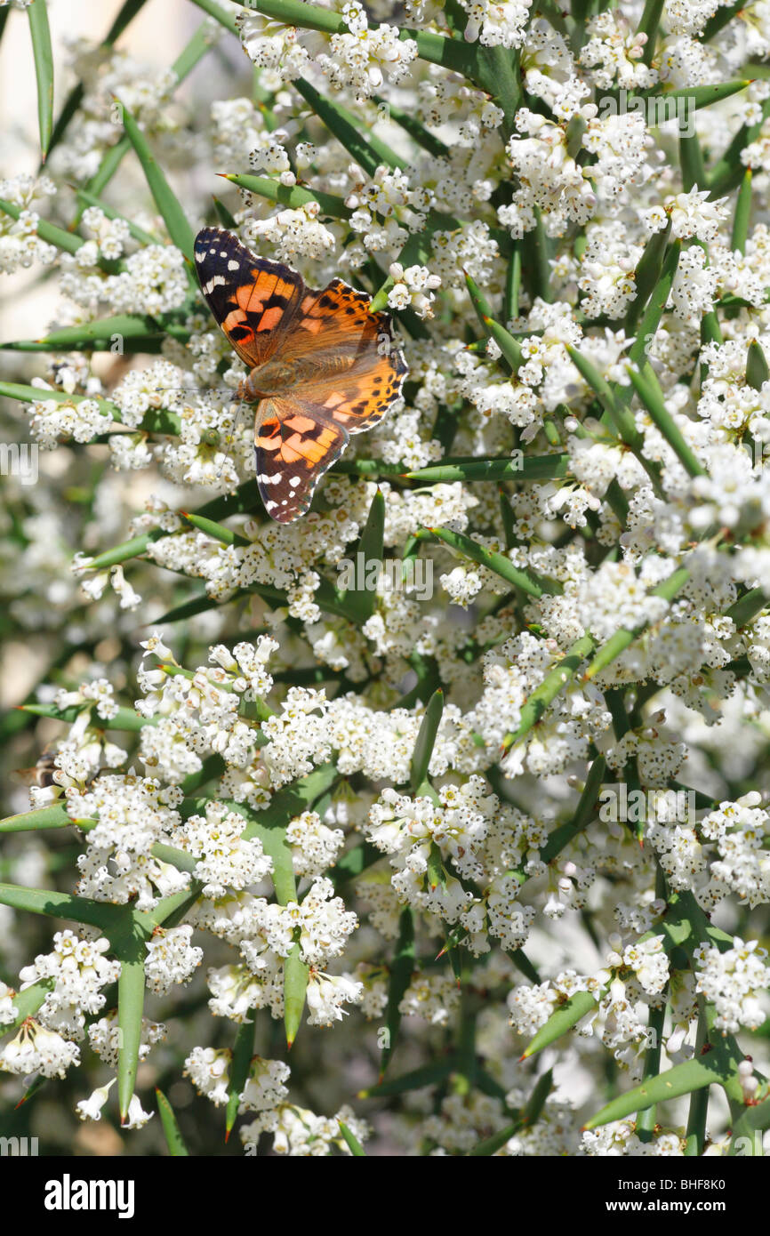 Dipinto di Lady butterfly (Vanessa cardui) alimentazione sull'arbusto spinoso Colletia spinosissima in un giardino. Powys, Galles. Foto Stock