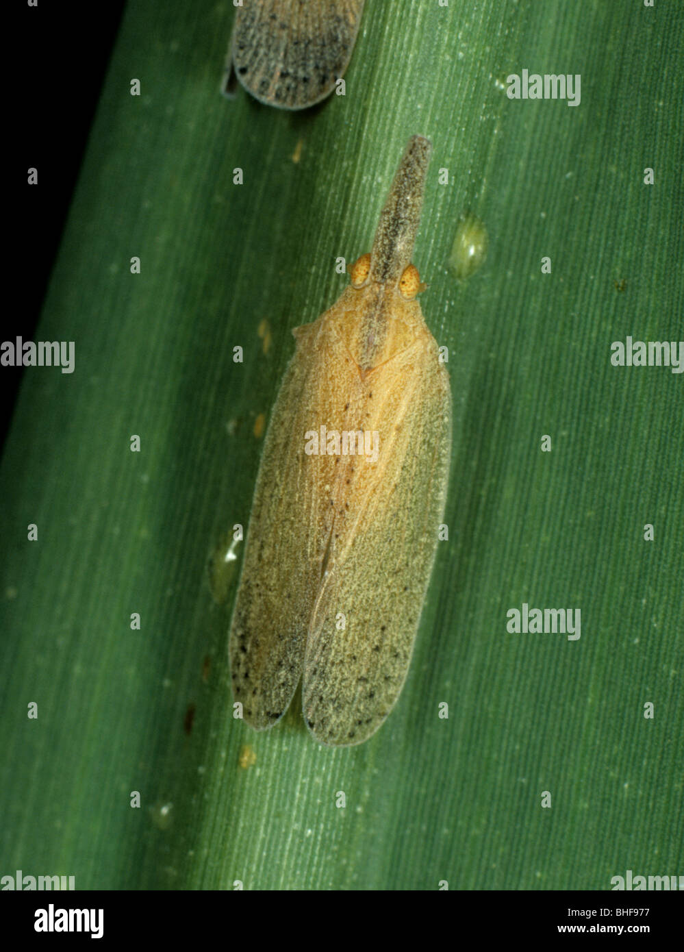 Adulto di canna da zucchero indiano leafhopper (Pyrilla perpusilla) su una canna da zucchero leaf Foto Stock