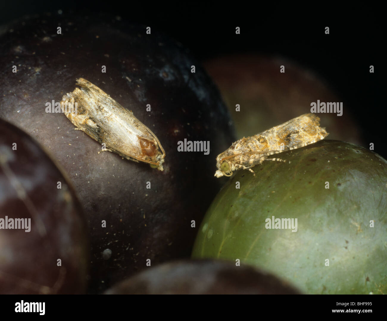 Unione tignole della vite (Lobesia botrana) adulti sul frutto di uve Foto Stock
