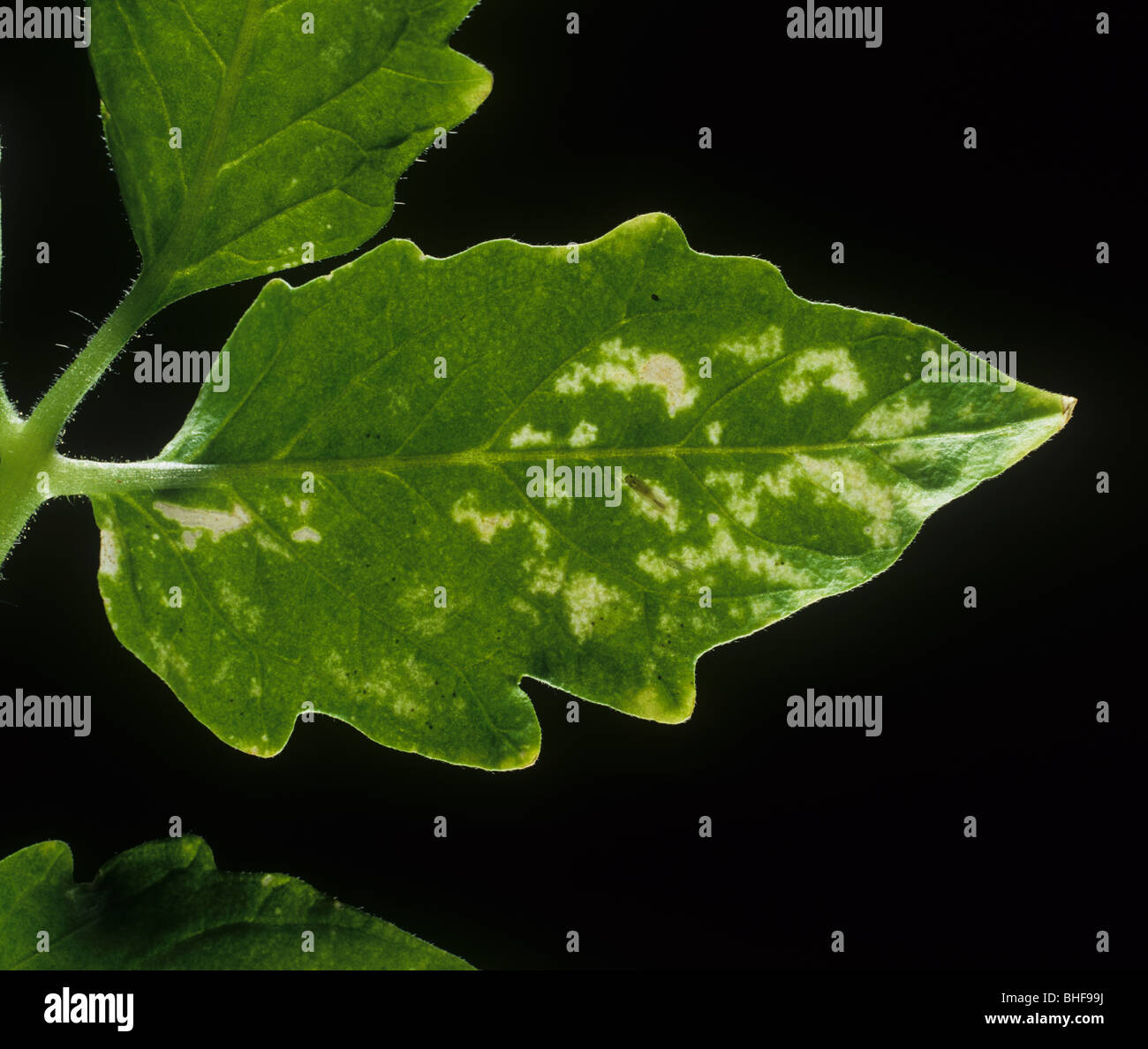Leafhopper pomodoro (Hauptidia maroccana) Danni al foglietto di pomodoro e tramoggia per adulti Foto Stock