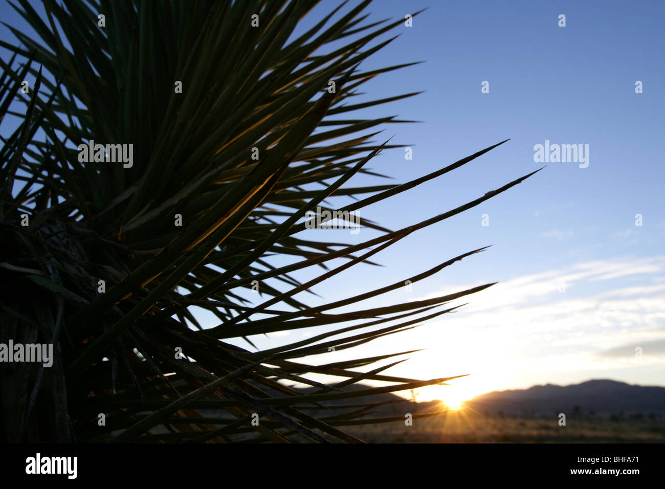 Vista attraverso a Joshua Tree nel tramonto, Joshua Tree National Park, ventinove Palms, CALIFORNIA, STATI UNITI D'AMERICA Foto Stock