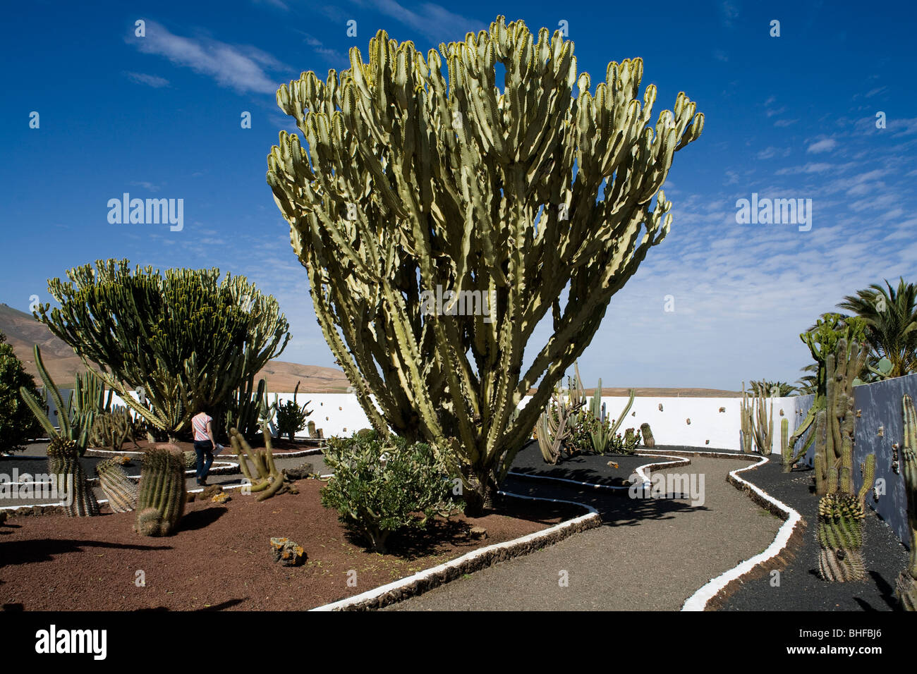 Giardino con piante indigene sotto il cielo blu, Antigua, Fuerteventura, Isole Canarie, Spagna, Europa Foto Stock