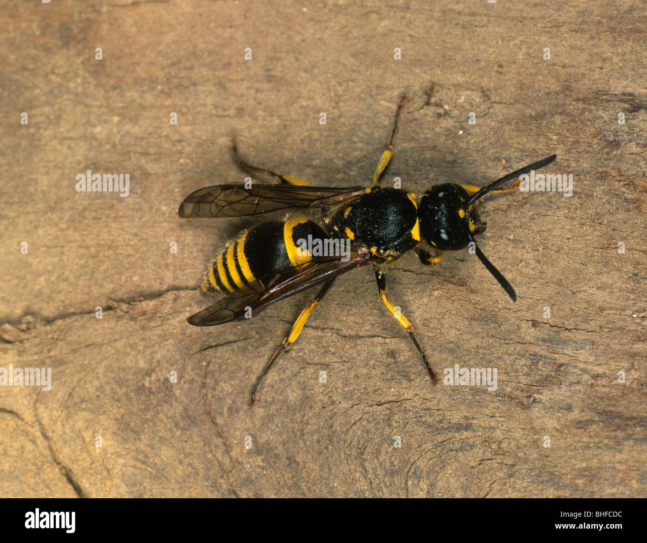 Potter wasp (Odynerus spinipes) adulto sul legname Foto Stock
