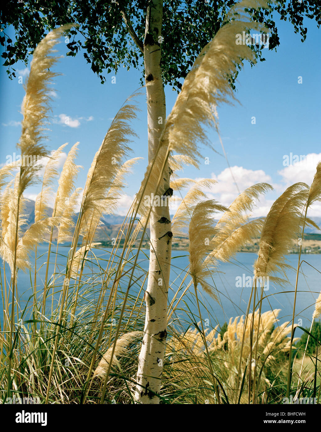 Betulla in fioritura reed sulla riva del Lago Wanaka, Wanaka di Central Otago, Isola del Sud, Nuova Zelanda Foto Stock