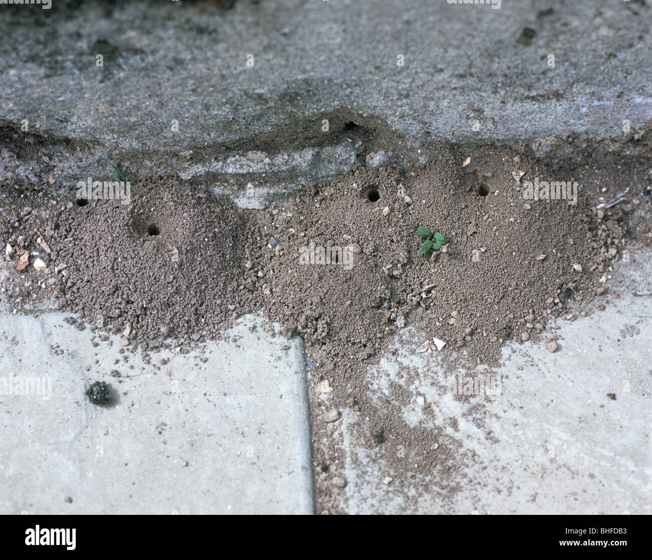 Tumuli di un stato di data mining (Andrena sp.) tra pietre per pavimentazione, Devon, Luglio Foto Stock