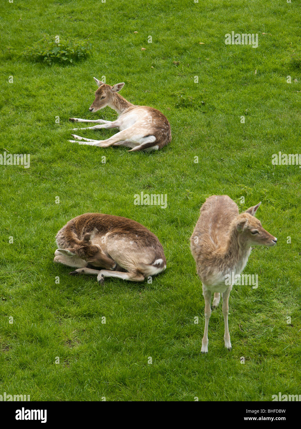 Tre cervi sul campo in erba Oteppe Belgio Foto Stock