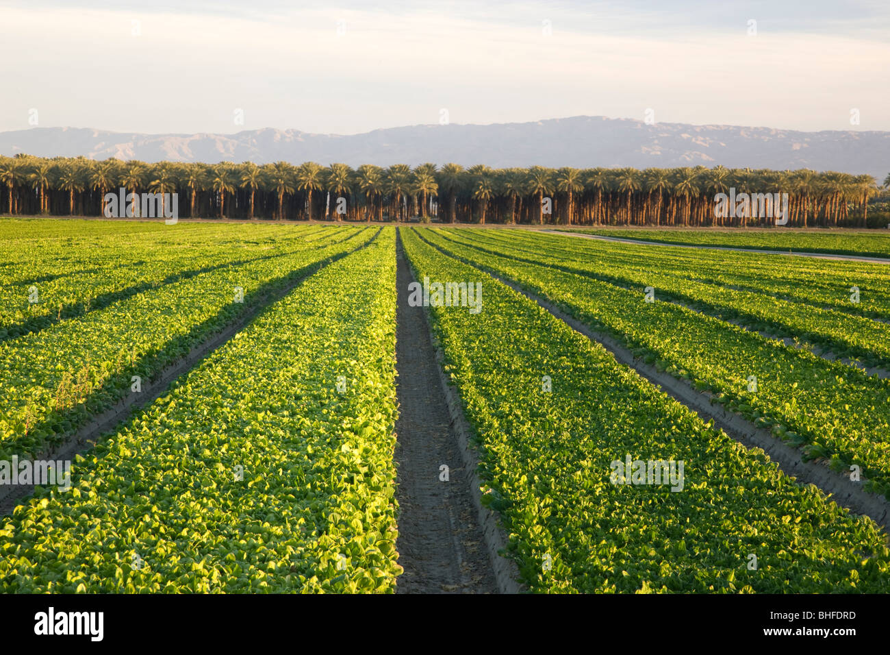 Gli spinaci raccolto di fila, palme da dattero. Foto Stock