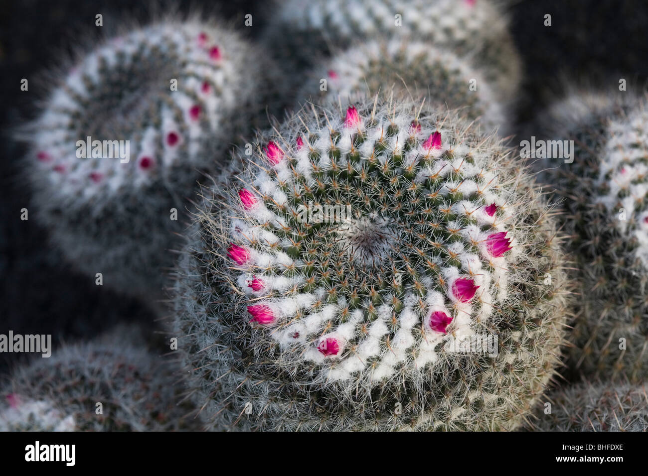 Cactus nel giardino botanico Jardin de Cactus, artista e architetto Cesar Manrique, Guatiza, Lanzarote, Isole Canarie, Spagna, Foto Stock