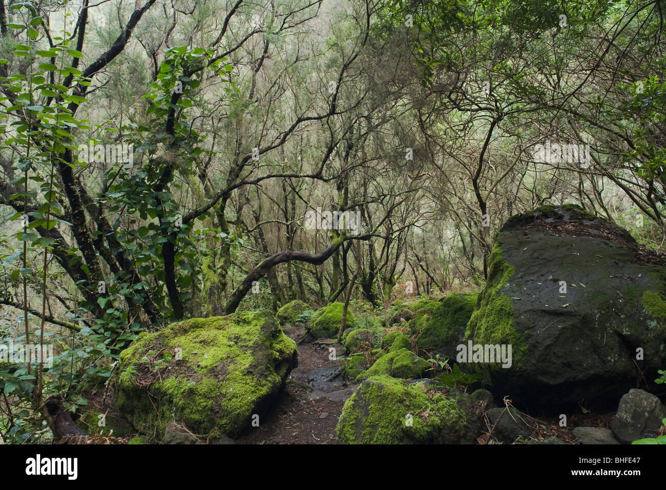 Percorso, sentiero attraverso il umida subtropicale foresta laurel, Laurisilva, moos, Fuentes Marcos y Cordero, riserva naturale, Parque Na Foto Stock