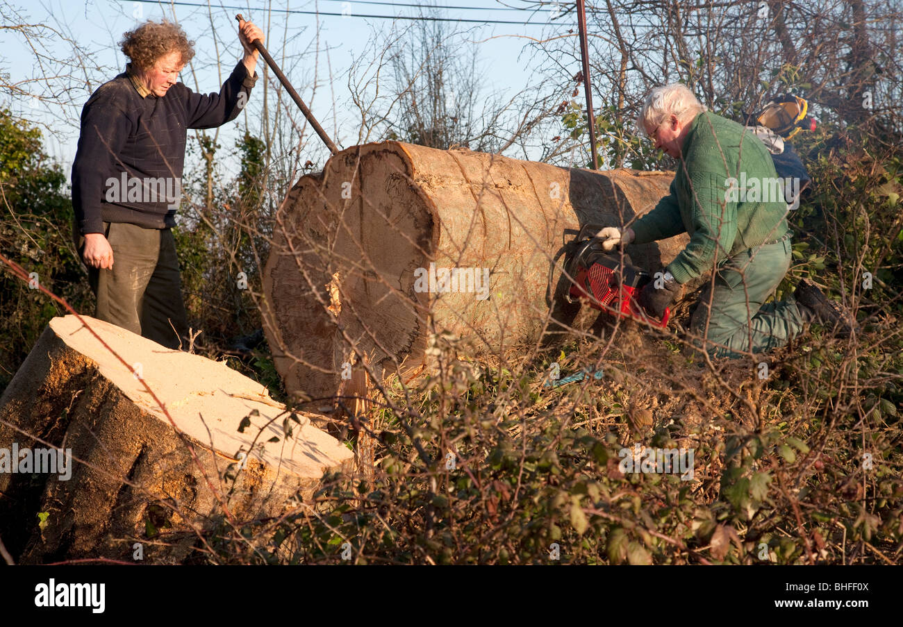 Il taglio di un grande albero moncone, Irlanda Foto Stock