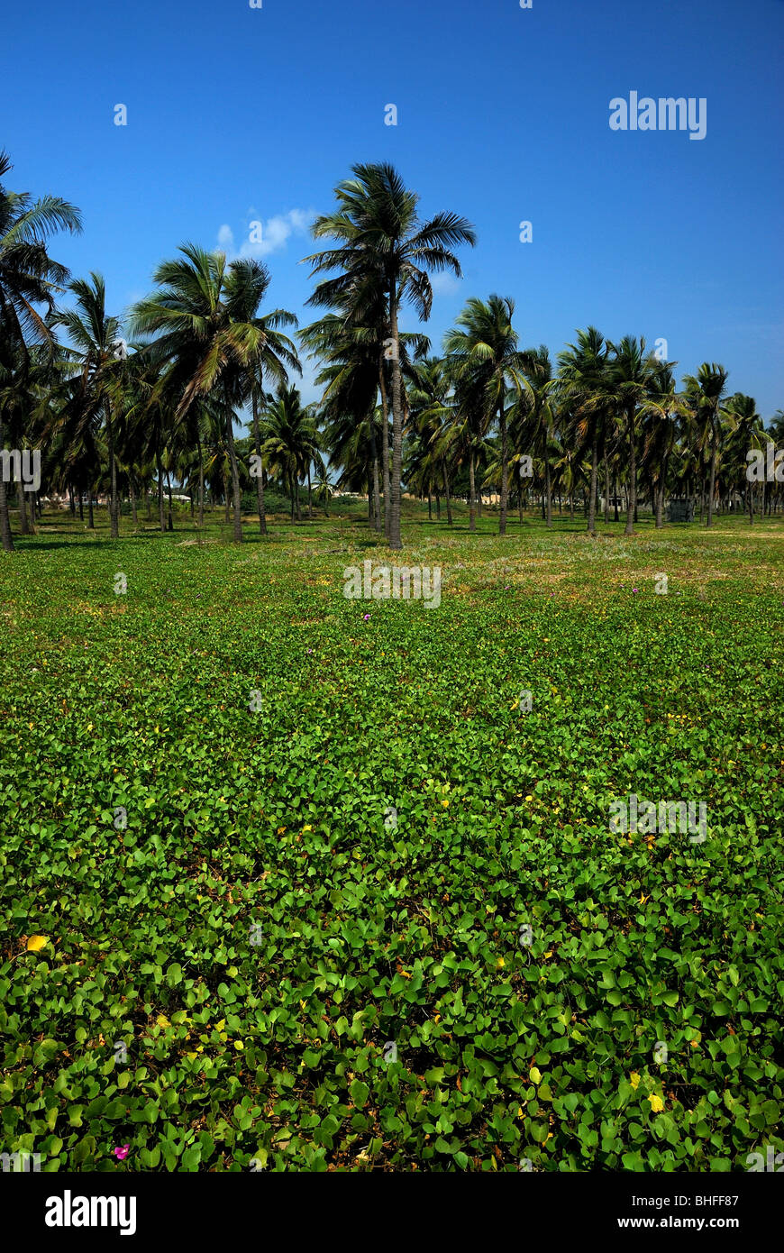 Spiaggia di Chennai Palme Foto Stock