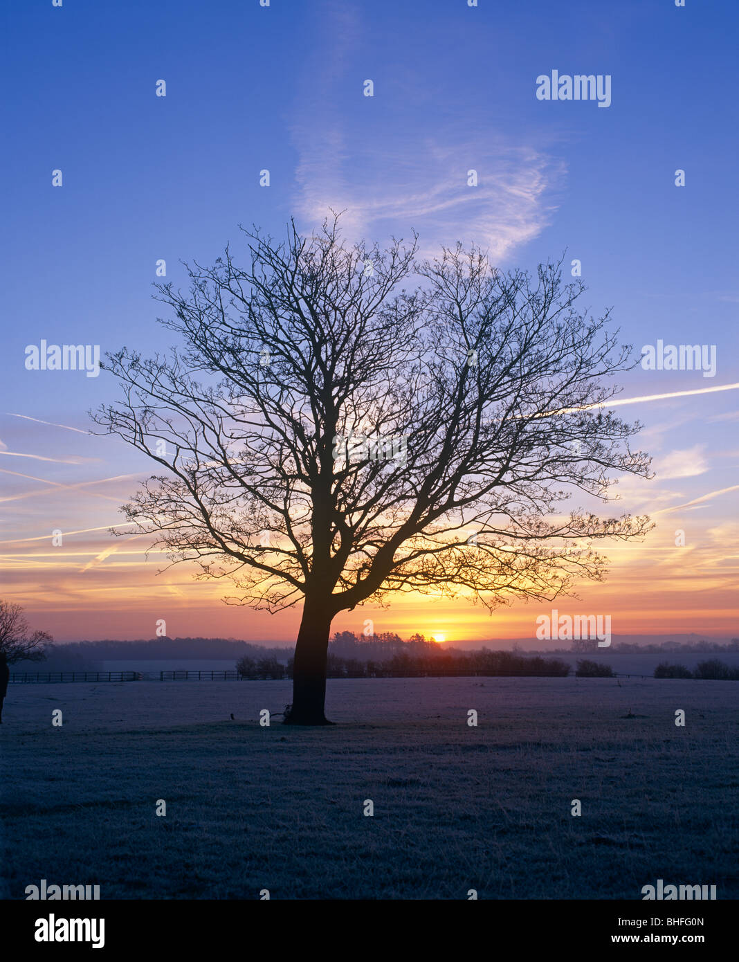 Albero singolo, vicino Highworth, Wiltshire Foto Stock