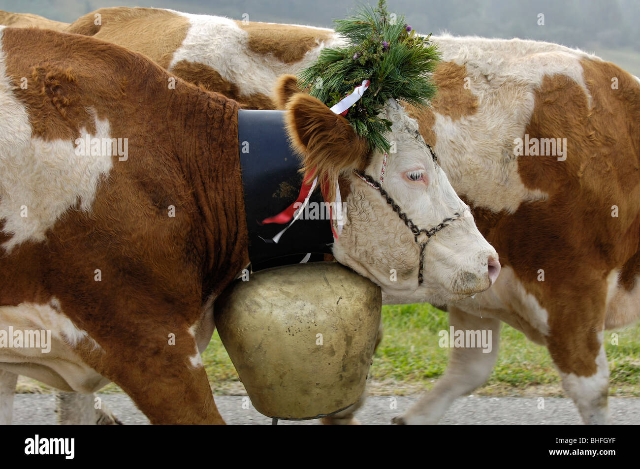 Mucche Con Campane Immagini e Fotos Stock - Alamy