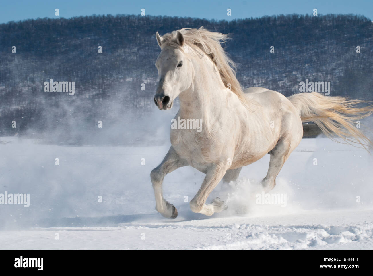 White Horse Running potentemente attraverso nuova neve, stallone arabo Foto Stock
