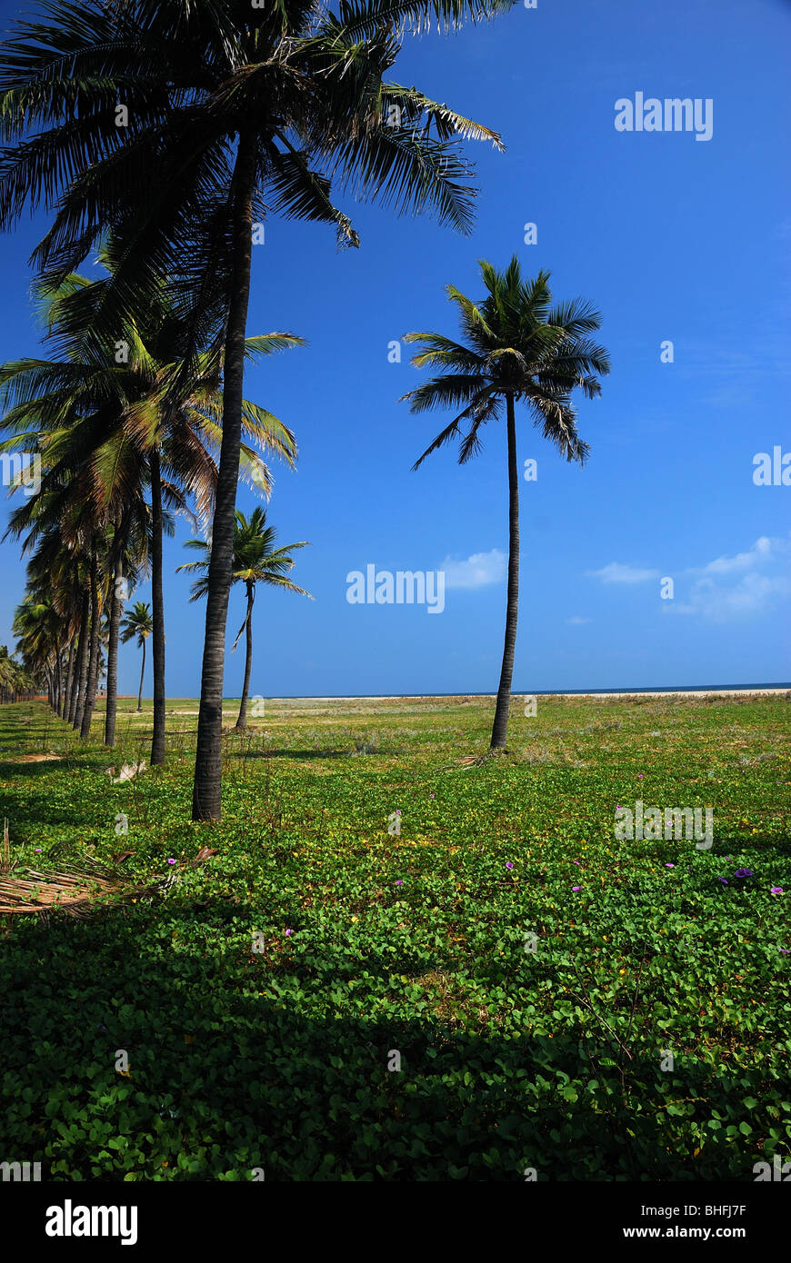 Spiaggia di Chennai Palme Foto Stock