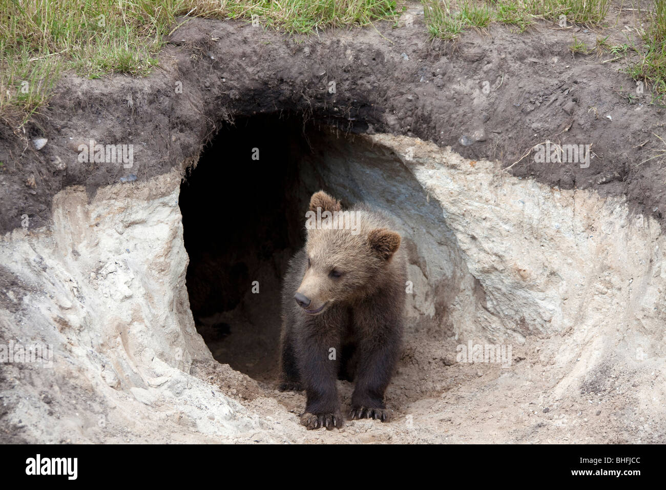 Unione l'orso bruno (Ursus arctos). Cub in piedi in ingresso al den. Foto Stock