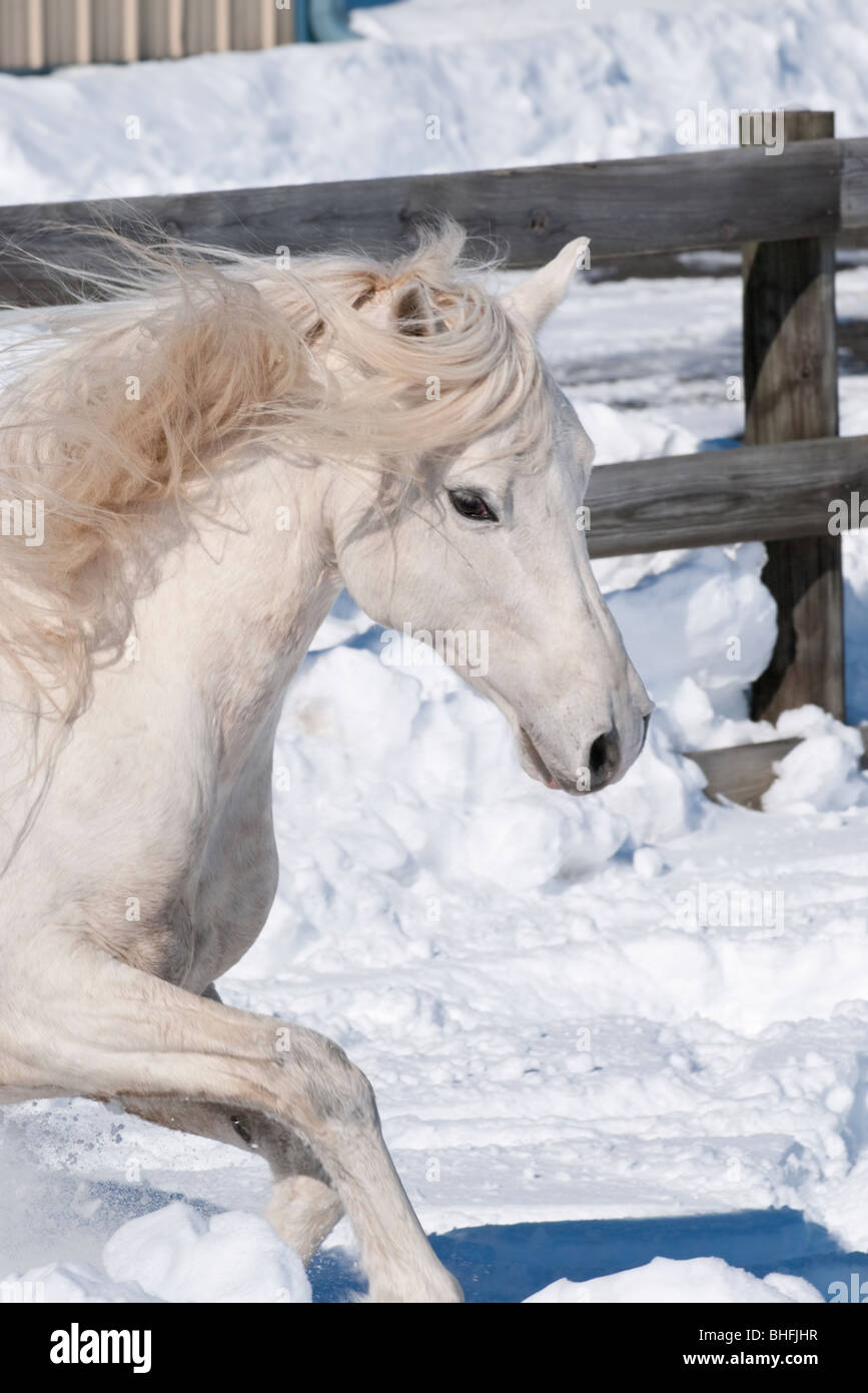 Foto di Arabian Horse mane tossing mentre corre. Foto Stock