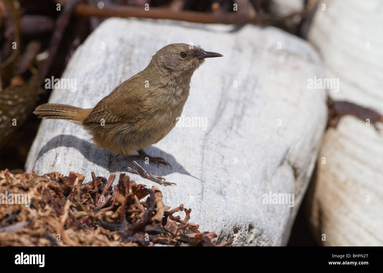 Un endemico Cobb di Wren (Troglodytes cobbi) foraggi sulle rive dell isola di carcassa nelle Isole Falkland (Islas Malvinas). Foto Stock