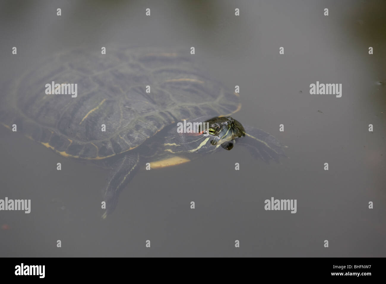 Turtle nuotare in un laghetto, lo Zoo di Budapest, Ungheria Foto Stock