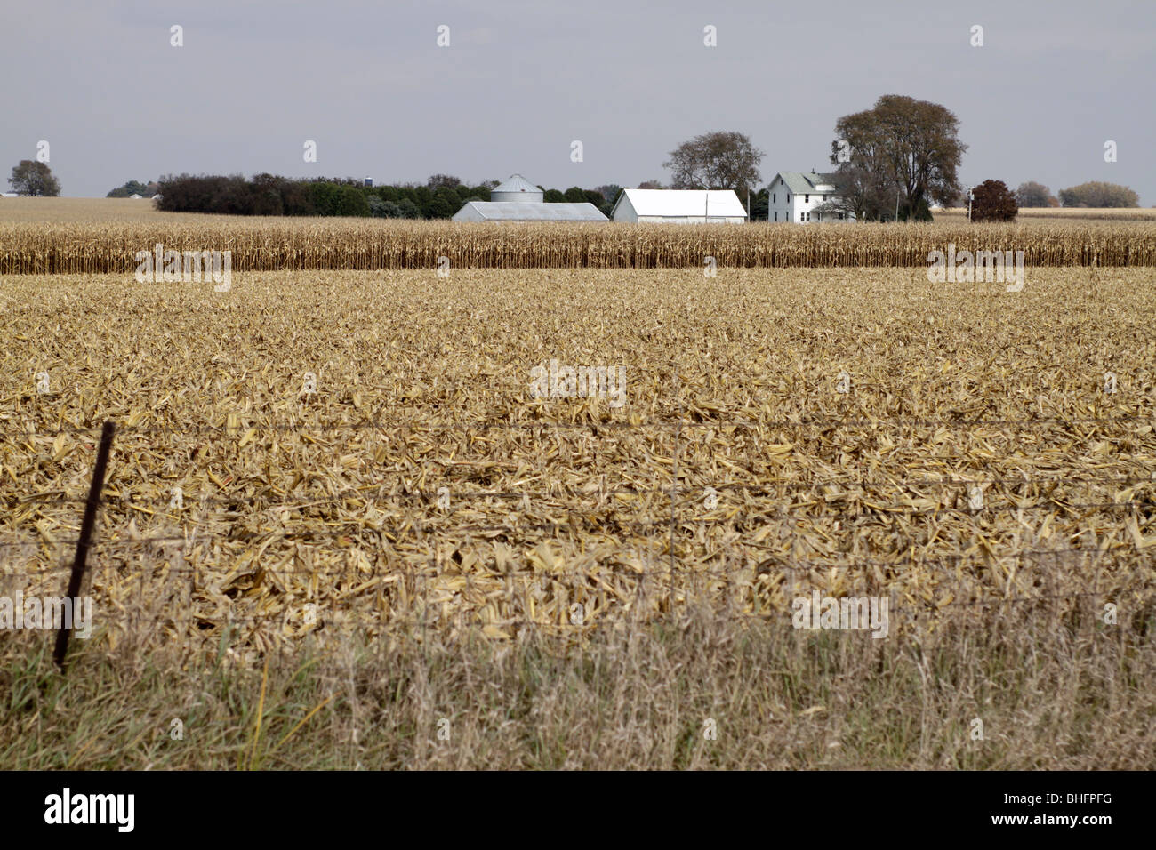 Parzialmente raccolte campo di mais nel Midwest USA Foto Stock