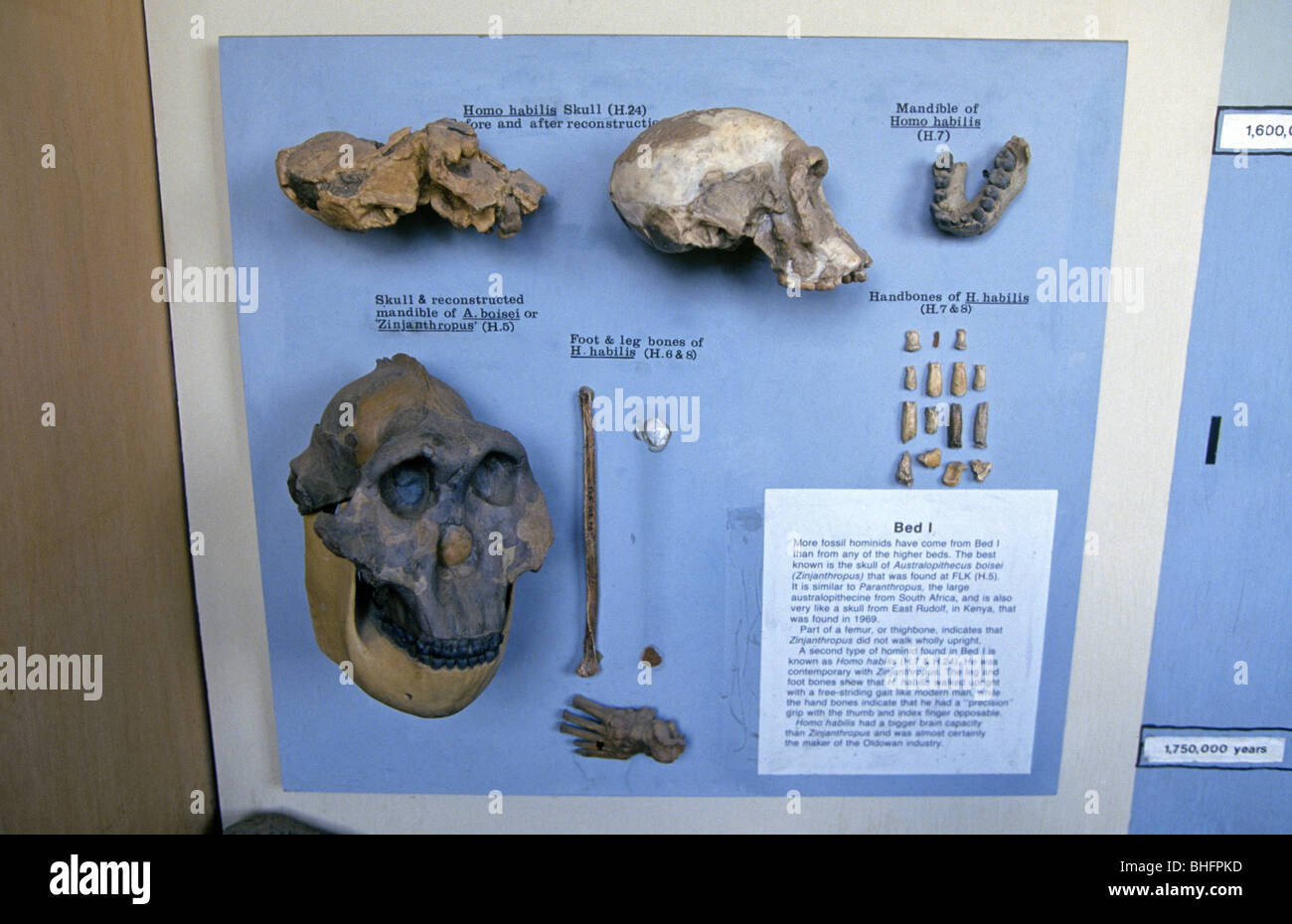 Teschi di antenati umani nel piccolo museo a gorgeGorge olduvai in Tanzania Foto Stock