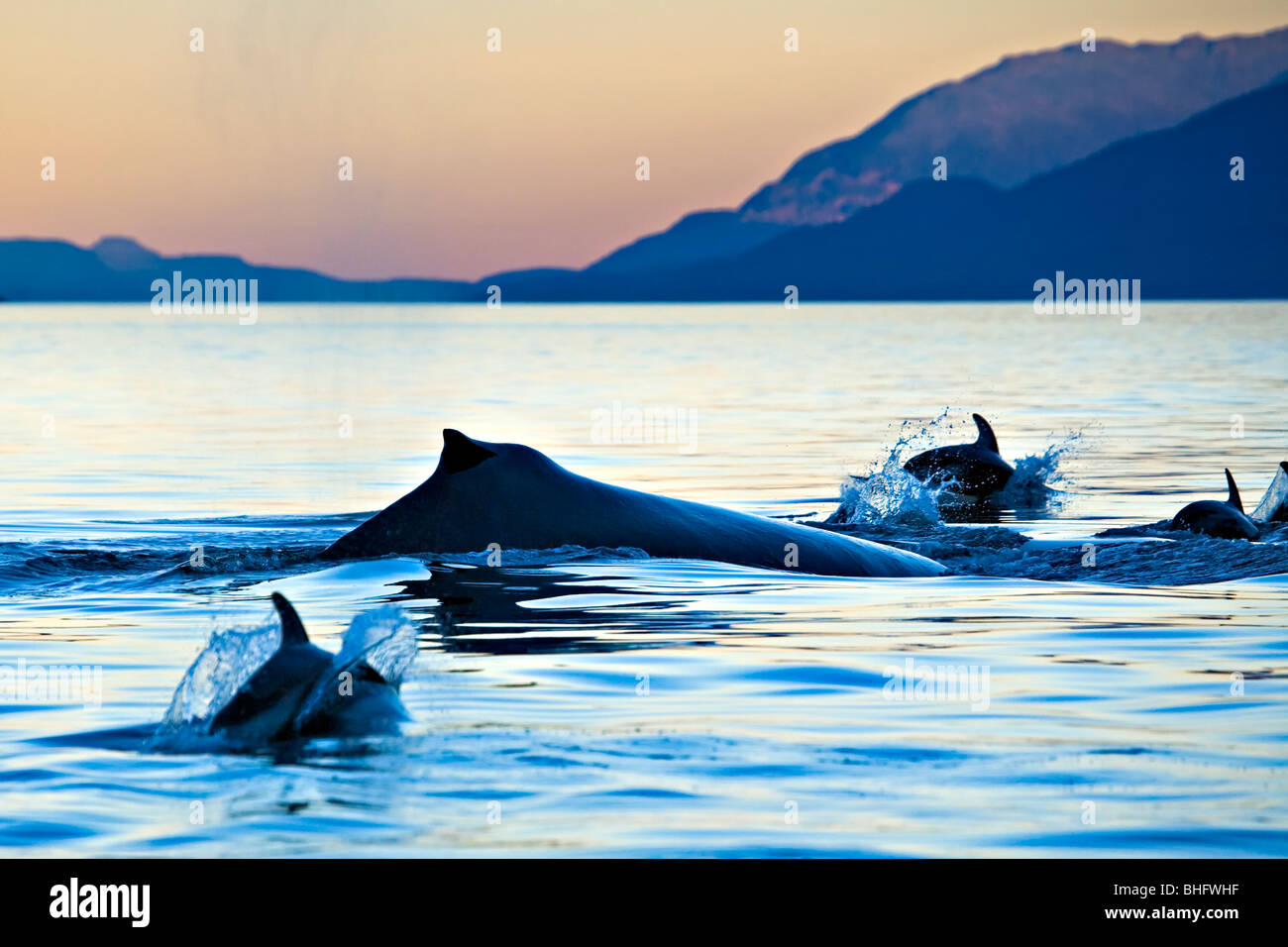 Pacifico facciata bianca delfini, Humpback Whale a Johnstone Strait off nord Isola di Vancouver, British Columbia, Canada. Foto Stock