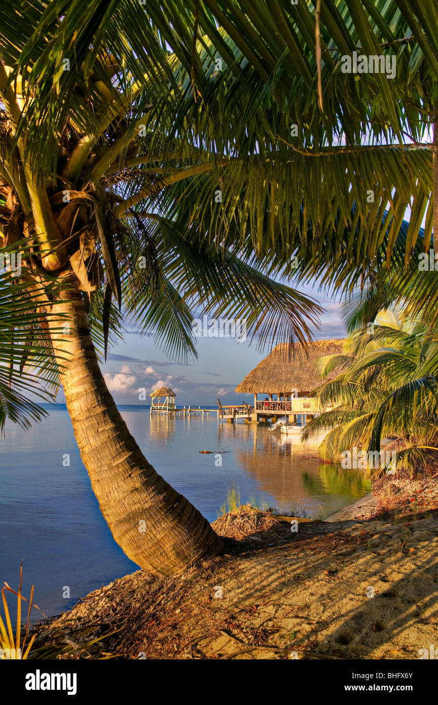 Palm Tree e tetto di paglia capanna sulla spiaggia di Placencia Belize Foto Stock