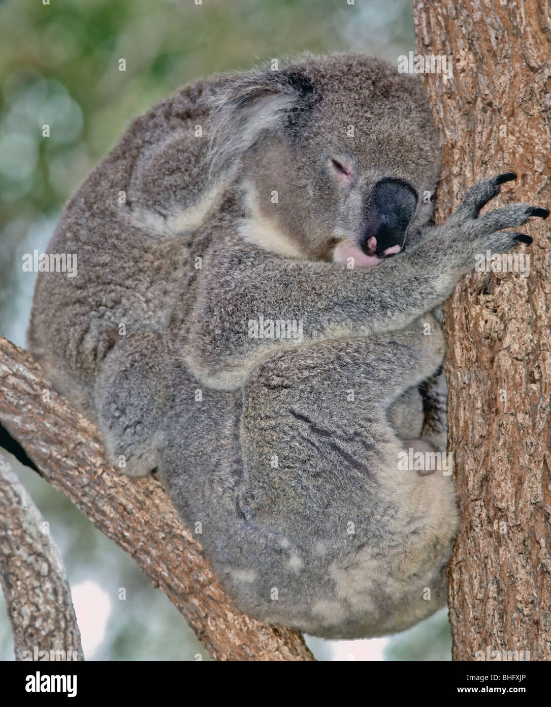 La madre e il bambino koala in una struttura ad albero Foto Stock