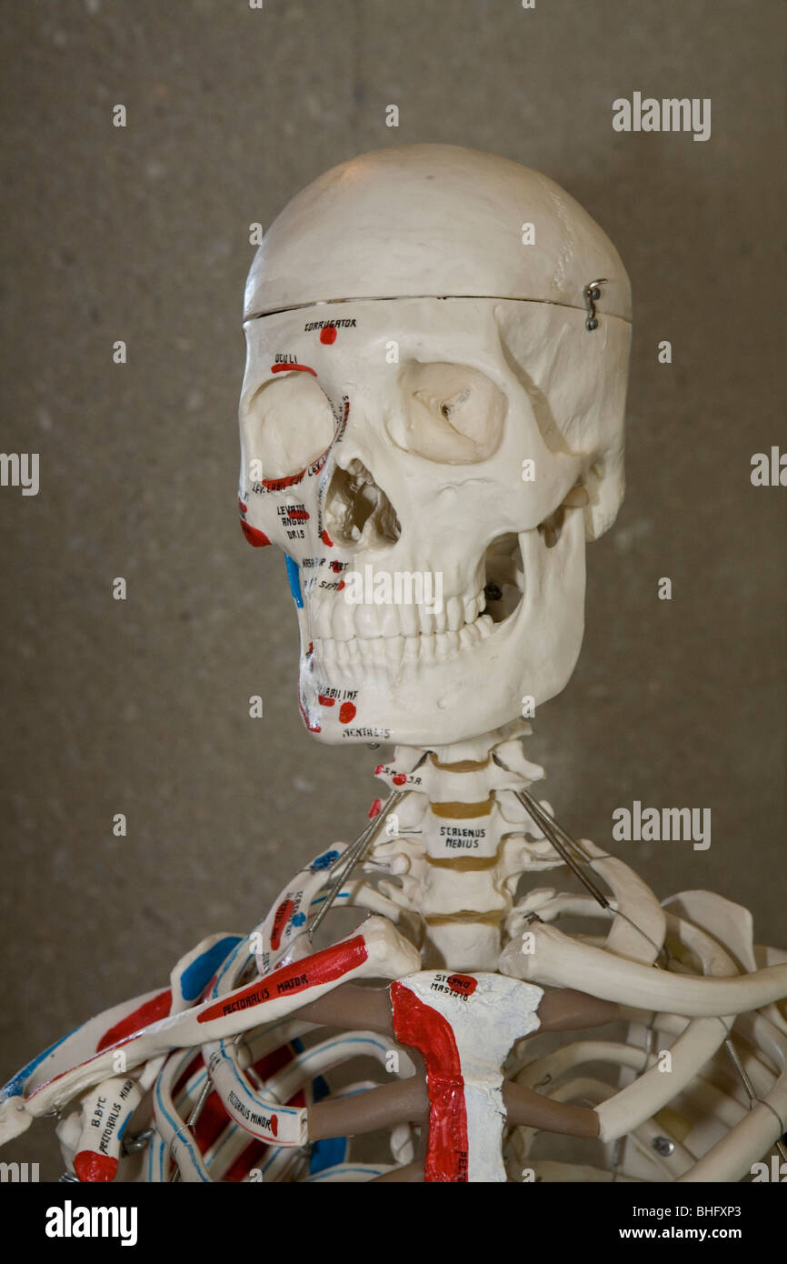 Scheletro umano (modello), marcata per le principali caratteristiche anatomiche Foto Stock