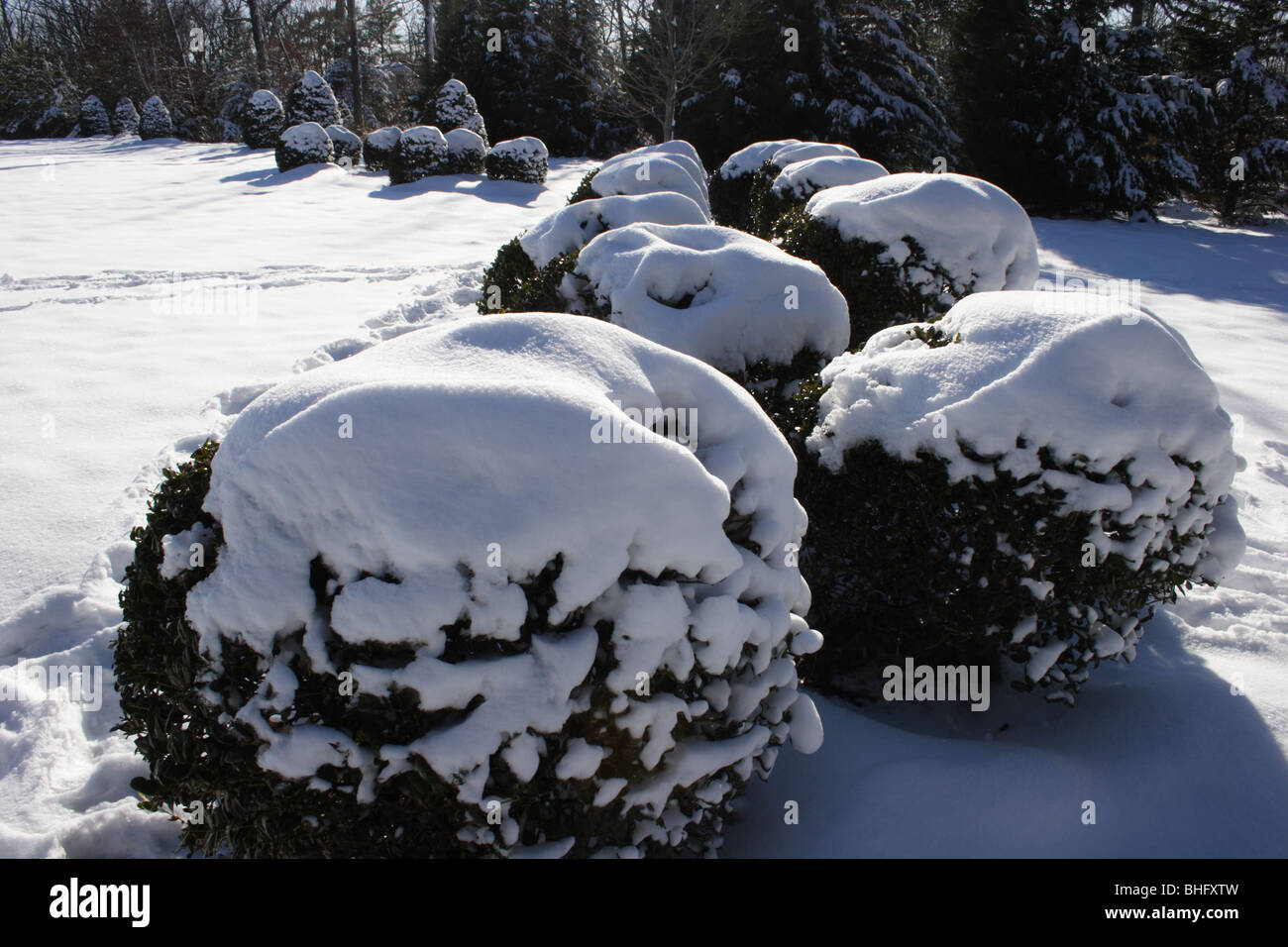 Arbusti in neve nel tardo pomeriggio Foto Stock