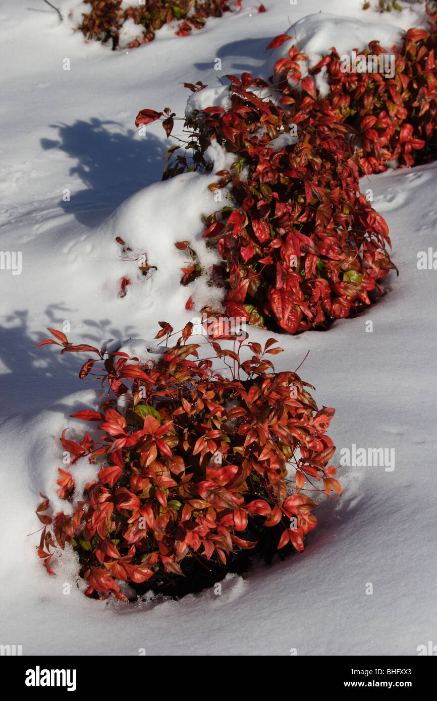 Arbusti dopo la tempesta di neve, Virginia, Stati Uniti d'America Foto Stock