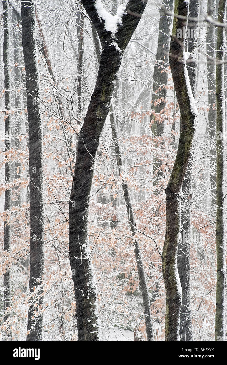 Foresta alberi coperti di neve. Foto Stock