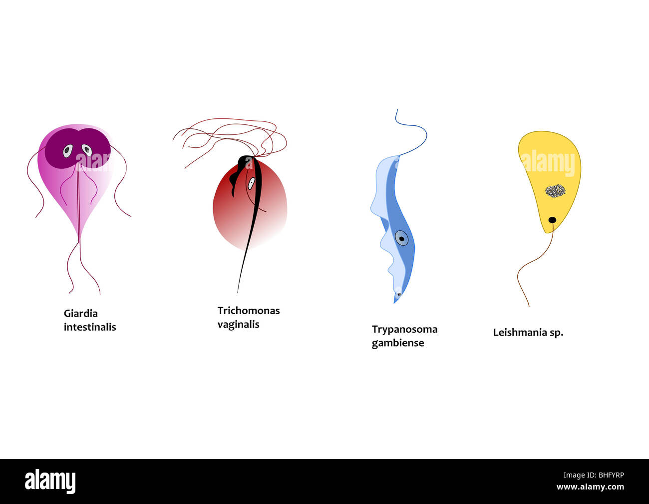 Protozoi infettando le persone - Giardia intestinalis, Trichomonas vaginalis, tripanosoma gambiense, Leishmania sp. Foto Stock