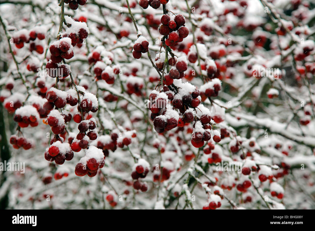 Malus x robusta 'Red Sentinel' AGM nella neve Foto Stock