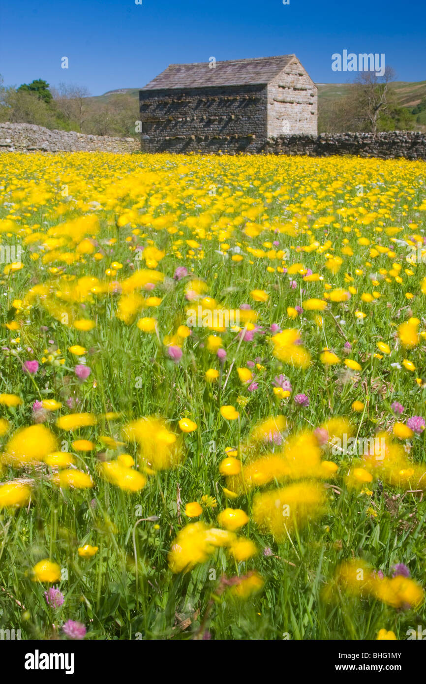 Spostando renoncules e fienili in prati da fieno a Muker Yorkshire Dales, REGNO UNITO Foto Stock