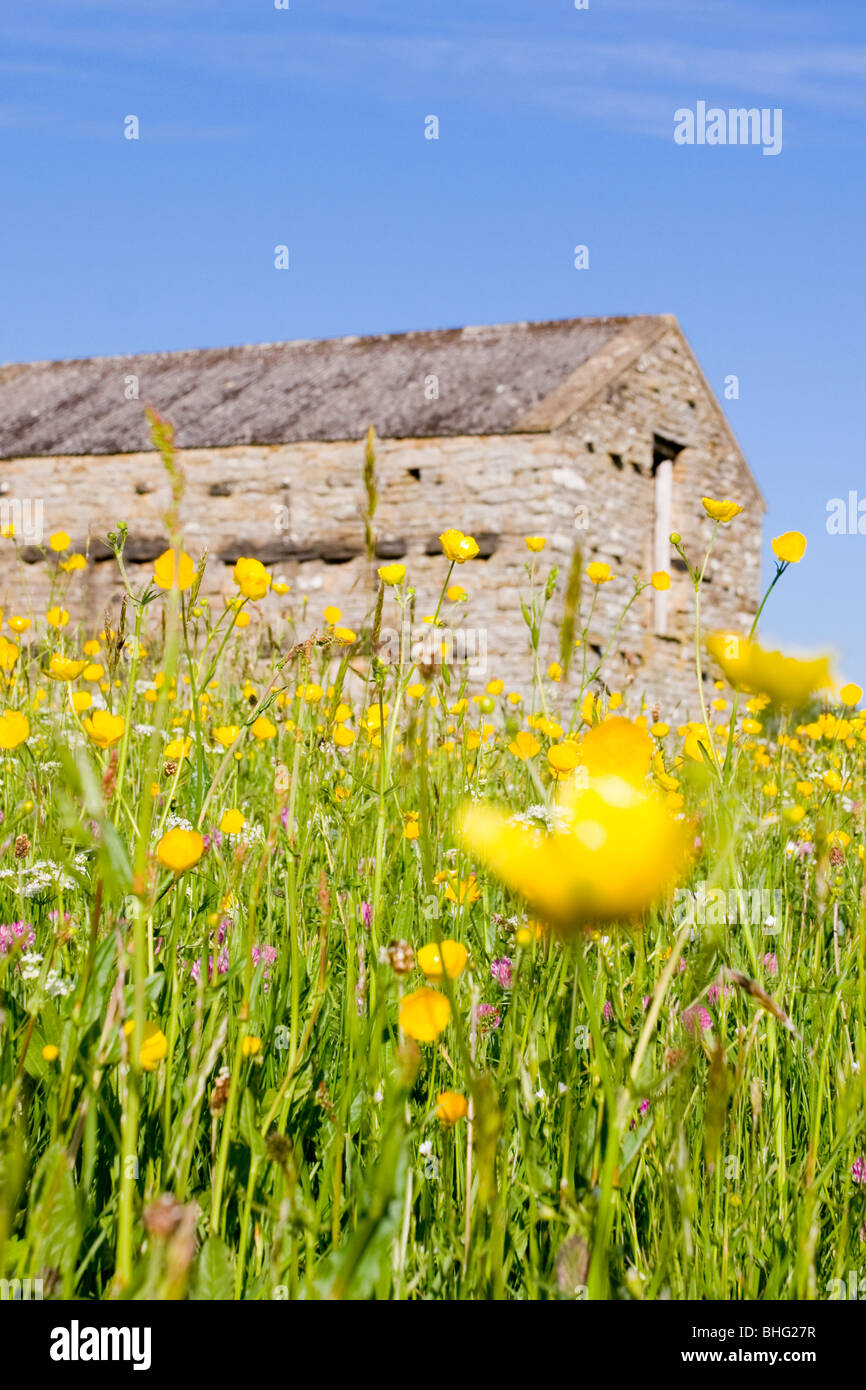 Renoncules e fienili in prati da fieno a Muker, Yorkshire Dales, REGNO UNITO Foto Stock