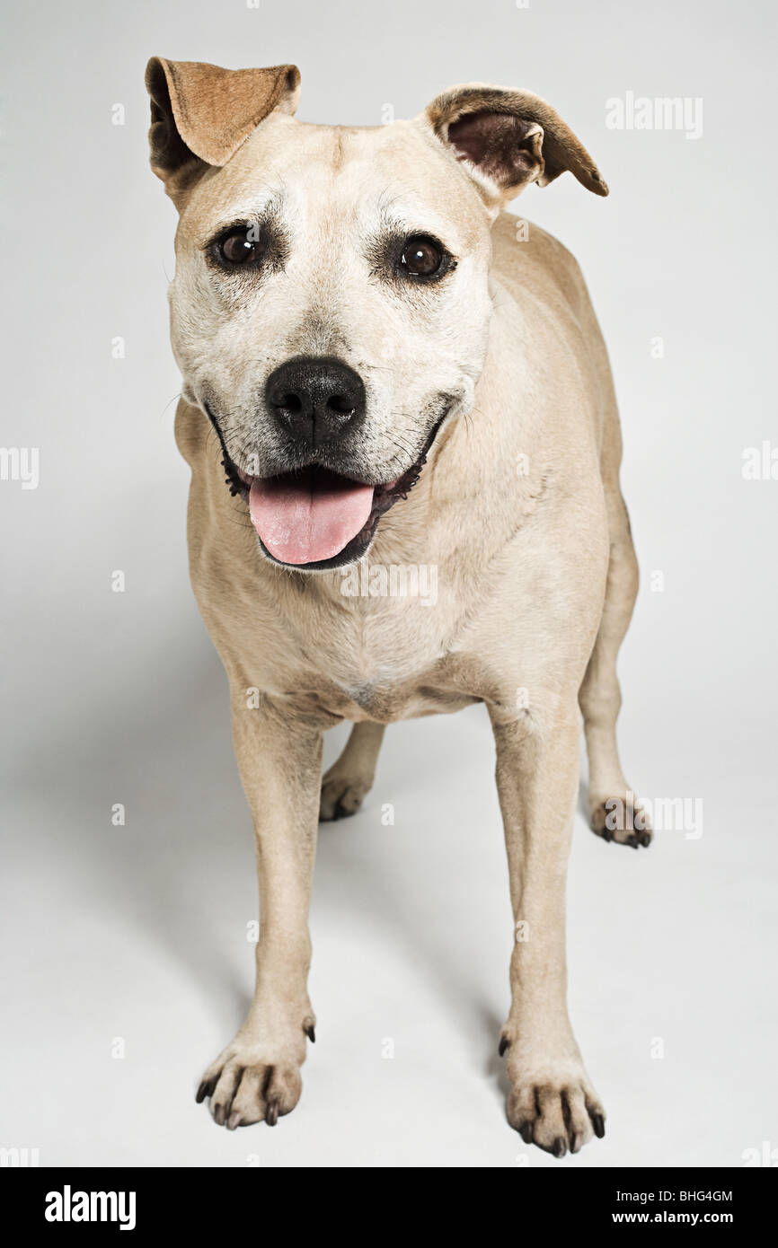 Pitbull terrier Foto Stock