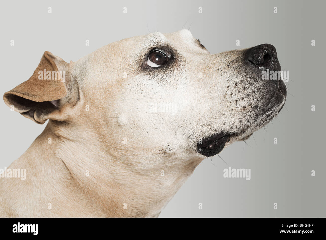 Pitbull Terrier cercando Foto Stock