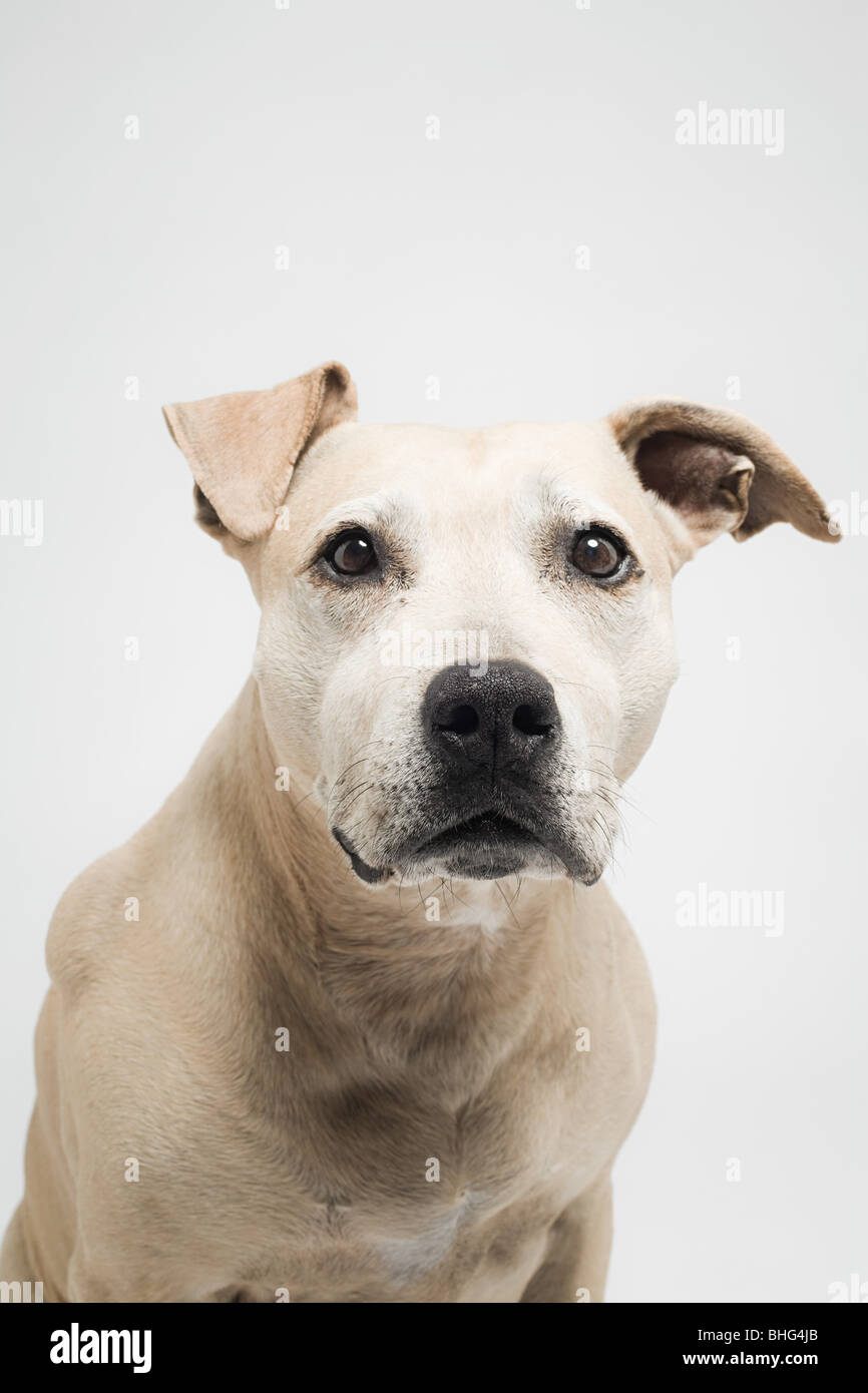 Pitbull terrier Foto Stock