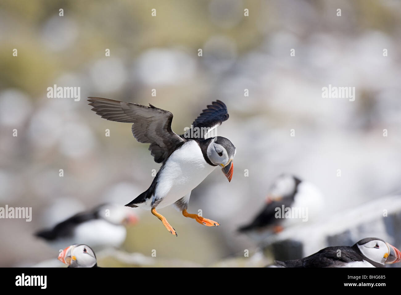 Atlantic puffini, farne Islands Foto Stock