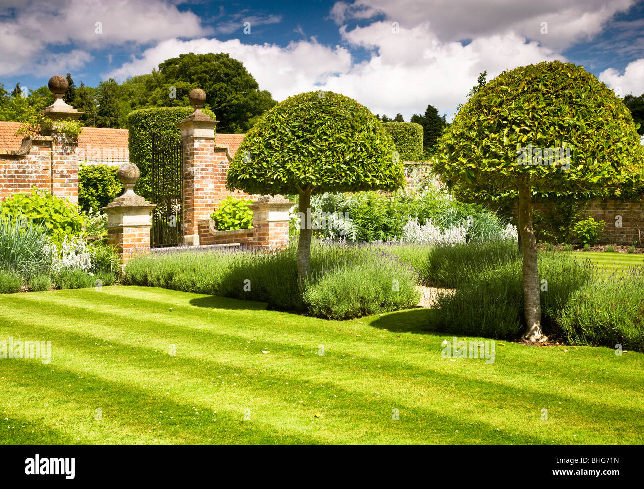 Topiaria da lungo una lavanda-percorso rivestito in il giardino murato di una casa di campagna in Inghilterra, Regno Unito Foto Stock