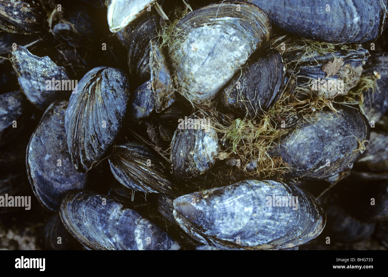 Cozza (Mytilus edulis) esposta a bassa marea e mostrando il bisso thread, che attribuisce loro di rocce REGNO UNITO Foto Stock