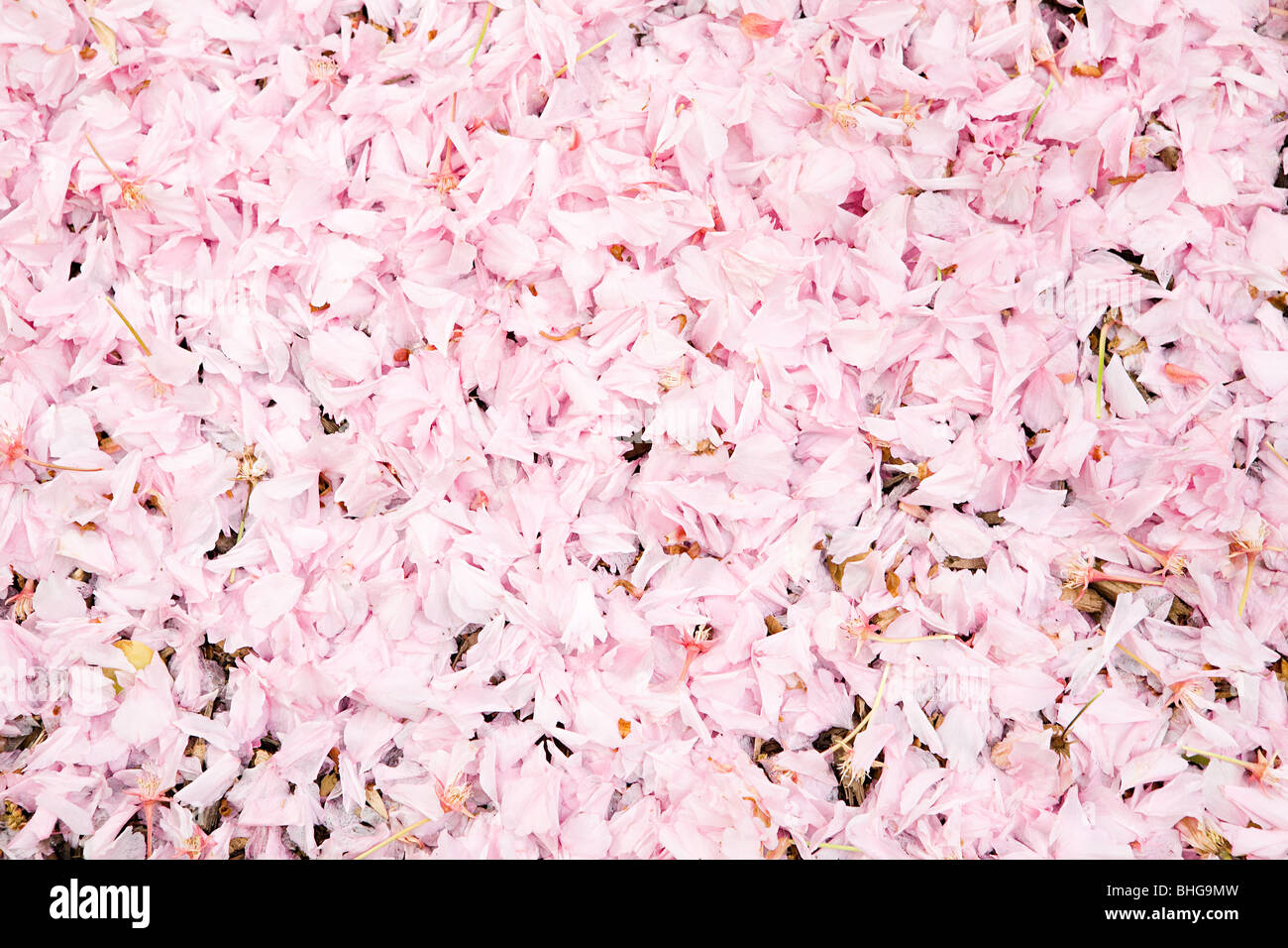 Petali di rosa Foto Stock