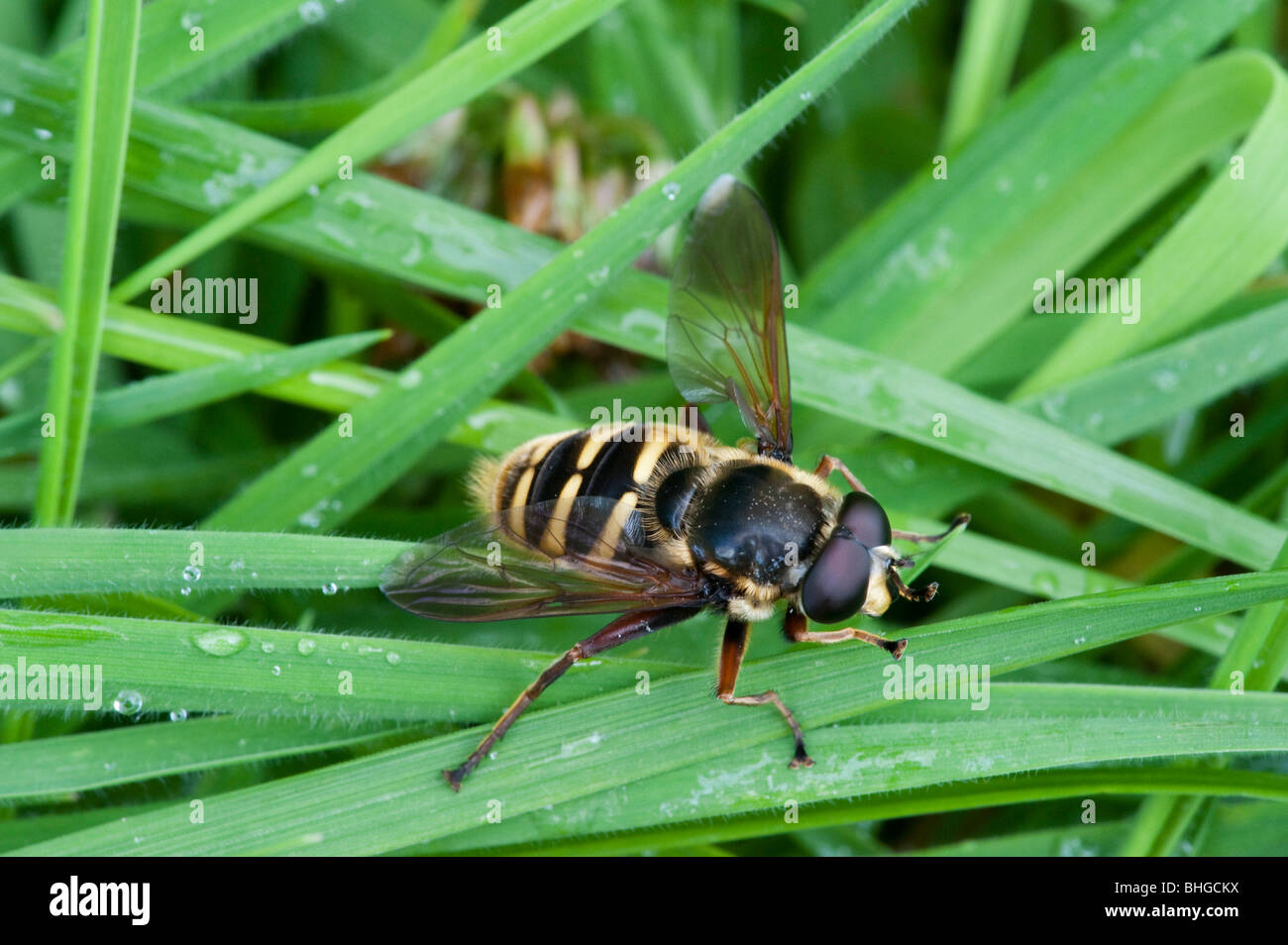 Comune Hoverfly Bog (Sericomyia silentis) Foto Stock