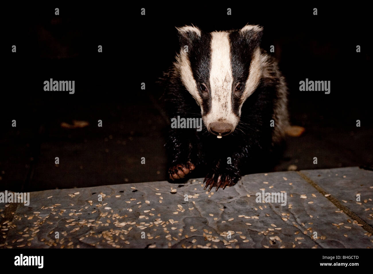 La Comunità europea (Badger Meles meles) mangiare noccioline e semi di girasole Foto Stock