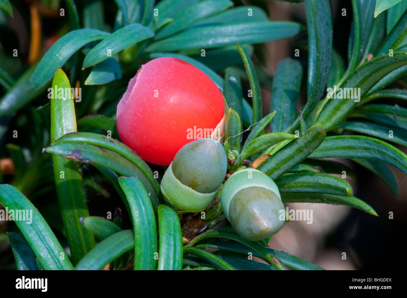 Yew (Taxus baccata), con arils Foto Stock