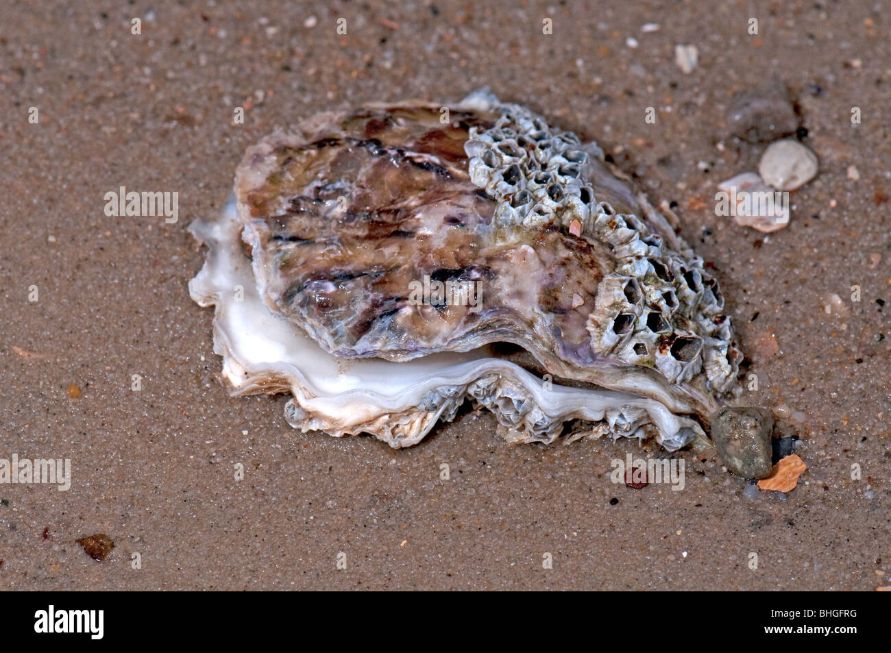 Oyster comune, Ostriche piatte, Europeo delle ostriche piatte (Ostrea edulis), conchiglie sulla spiaggia di sabbia. Foto Stock