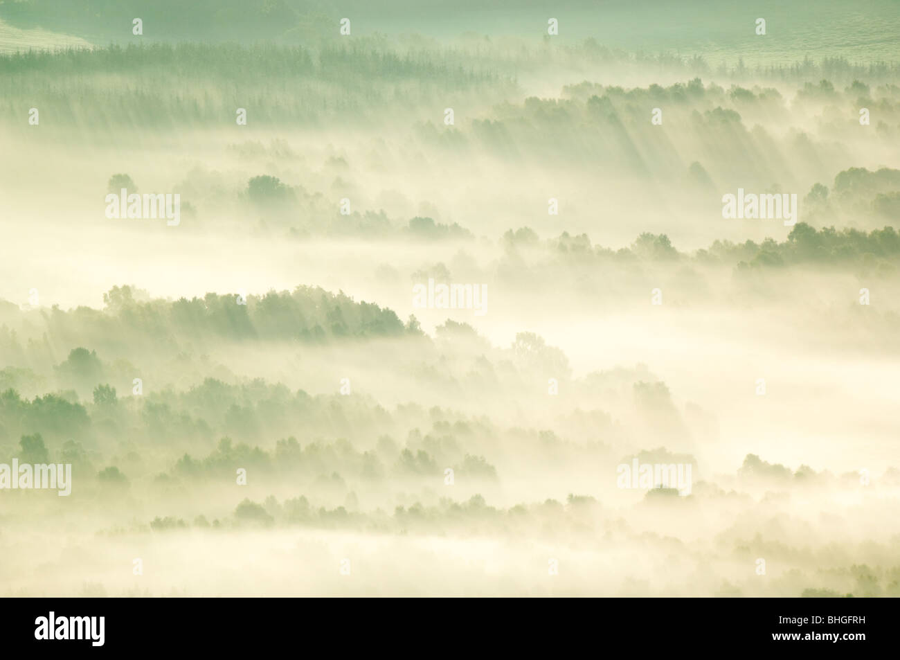 Nebbia di inversione nelle prime ore del mattino che giace al di sopra della foresta nel Dee Valley vicino a Banchory, Scozia. Foto Stock